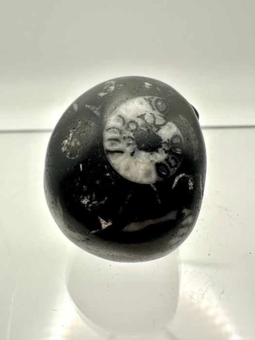 Fossil Skull Carving  - FSA8